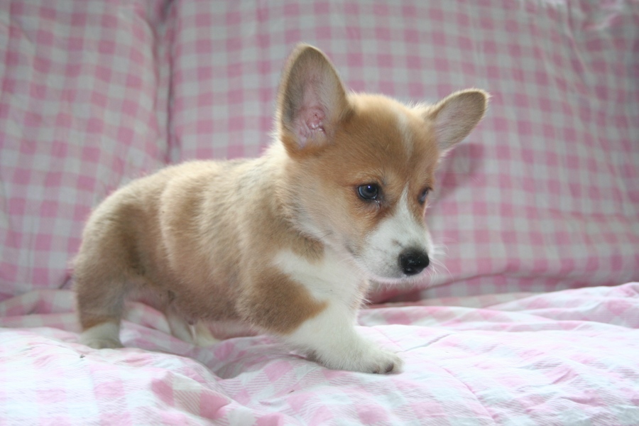 Puppies